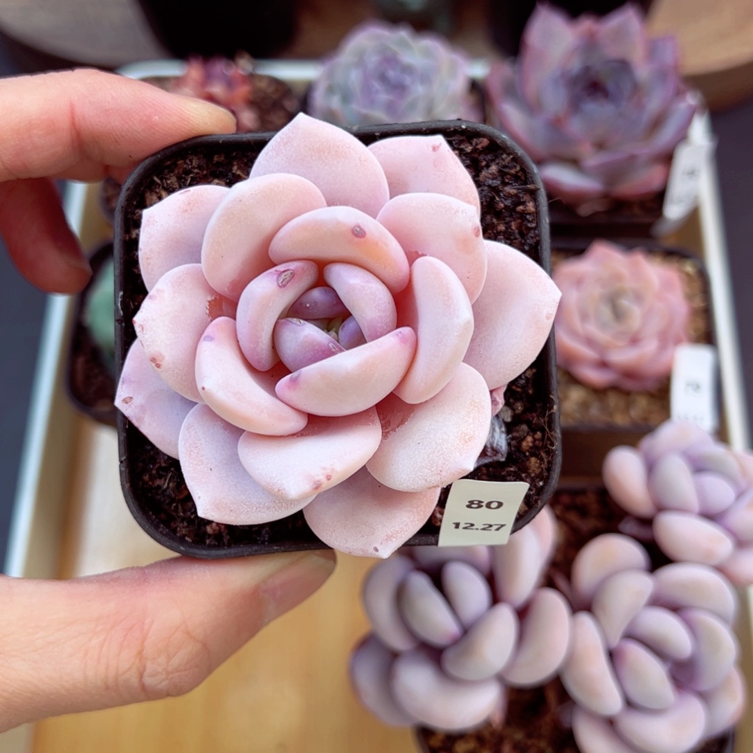 好好看80、哈哈哈哈