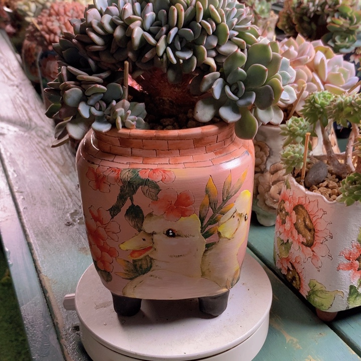 香雪海自然小树朵朵