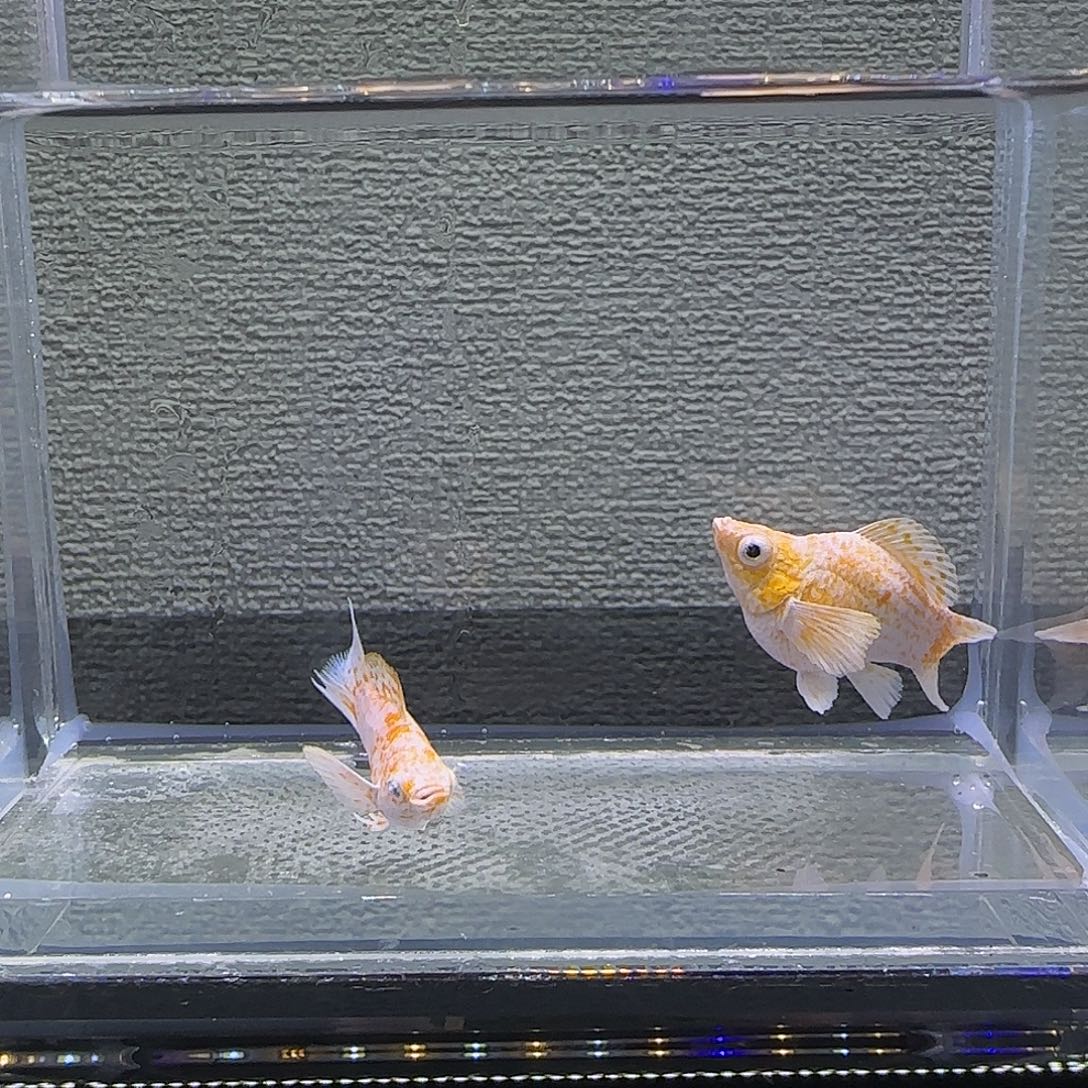 黑玛丽鱼樱花钻石眼