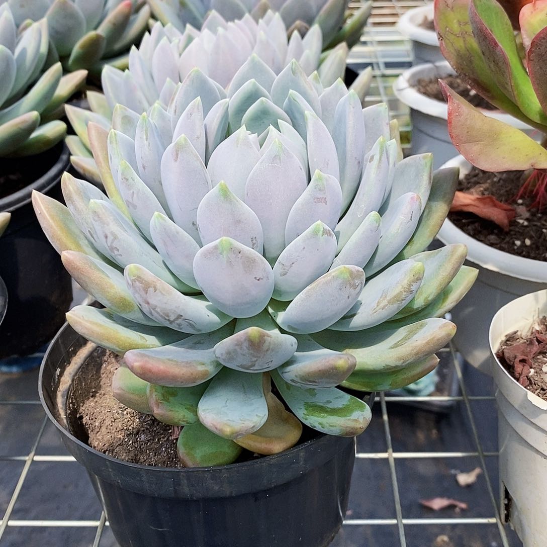胖美人大单头莲花座