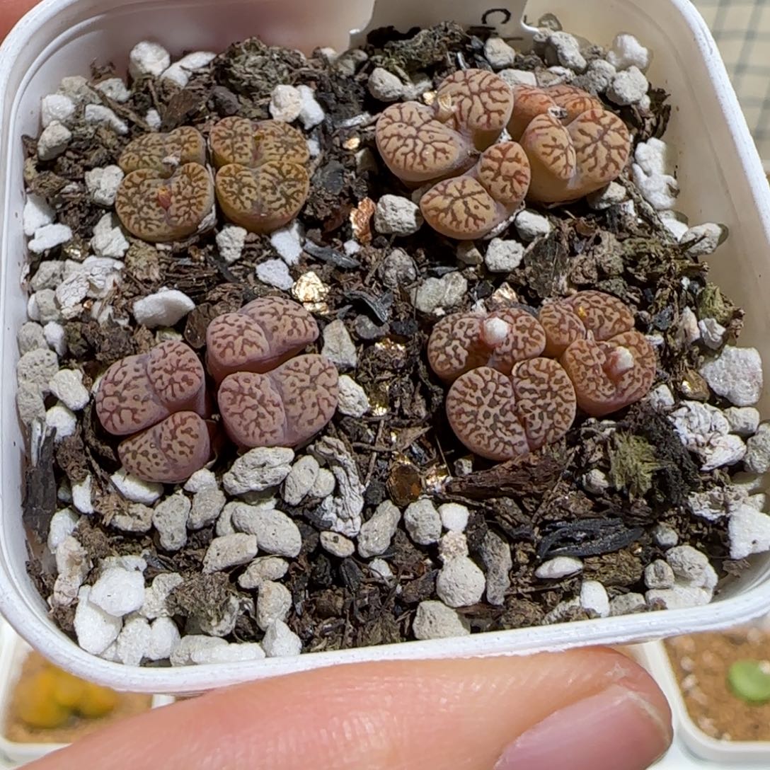 肉锥多肉植物组合-勋章一盆1512