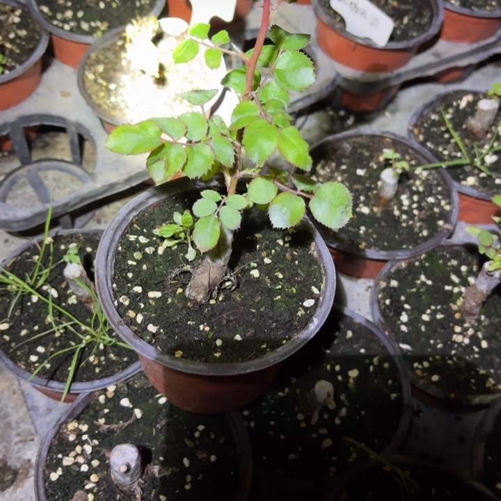 无花朵洋葱包子小苗