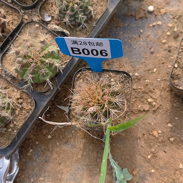 006小球2公分左右1个