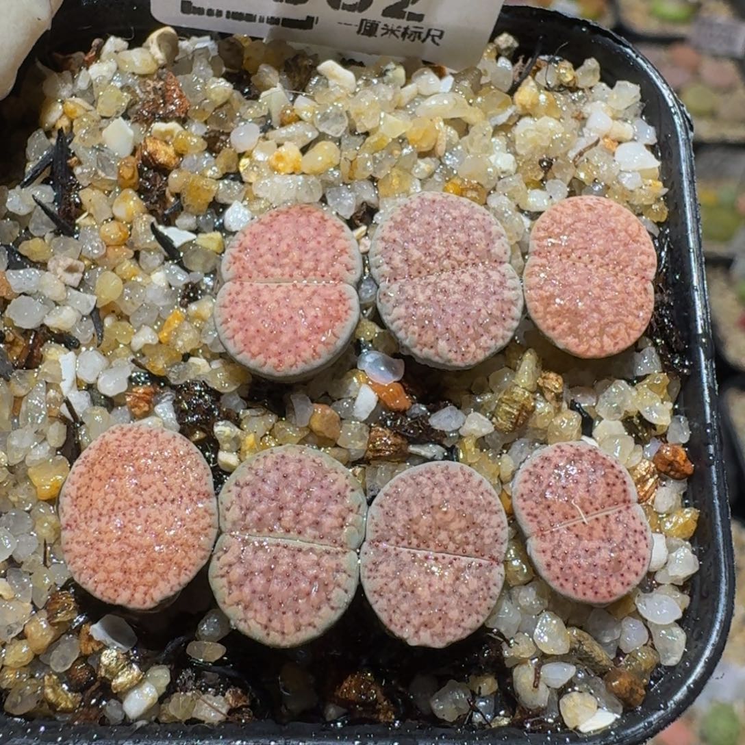 Ssss精品生石花1562粉朝贡