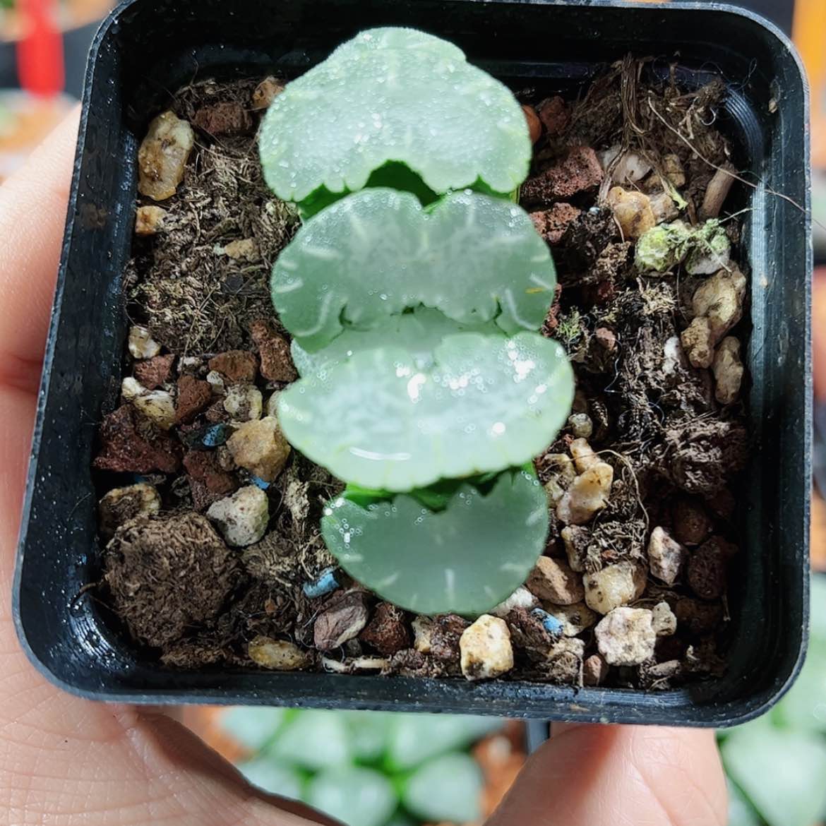 【闪购商品】白熊玉扇