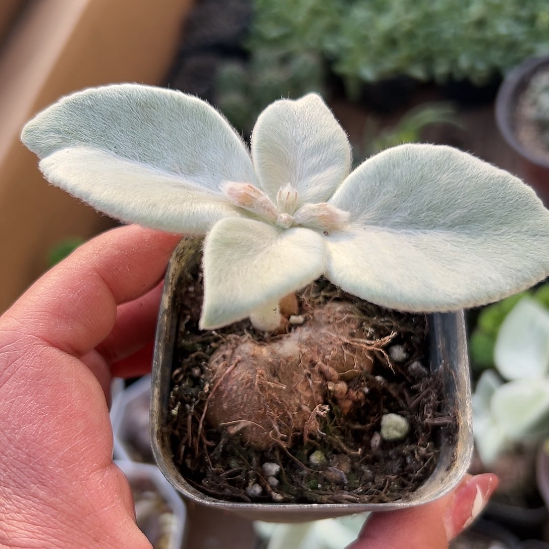 多肉植物多肉植物