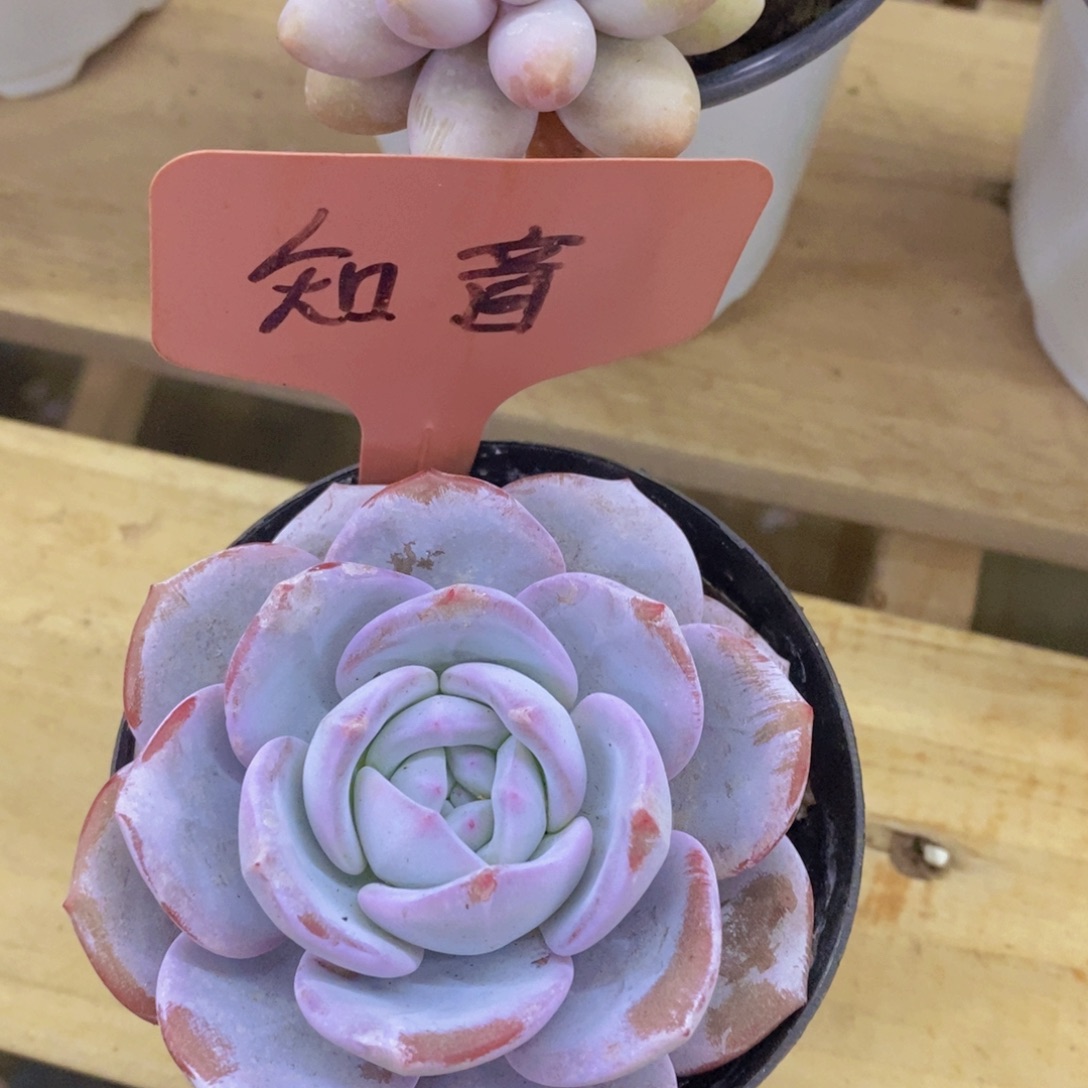 开心多肉，一物一拍，一单包邮，满5给1