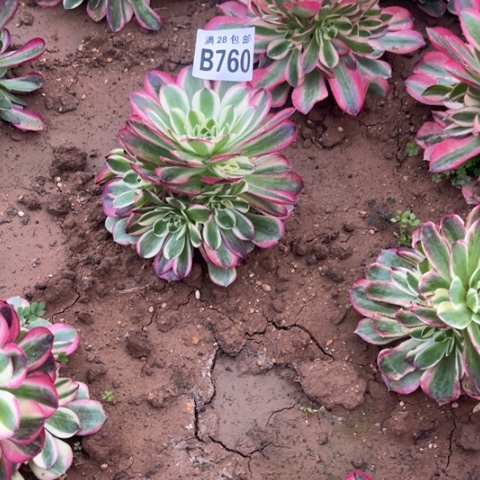 760玉芙蓉不包断枝