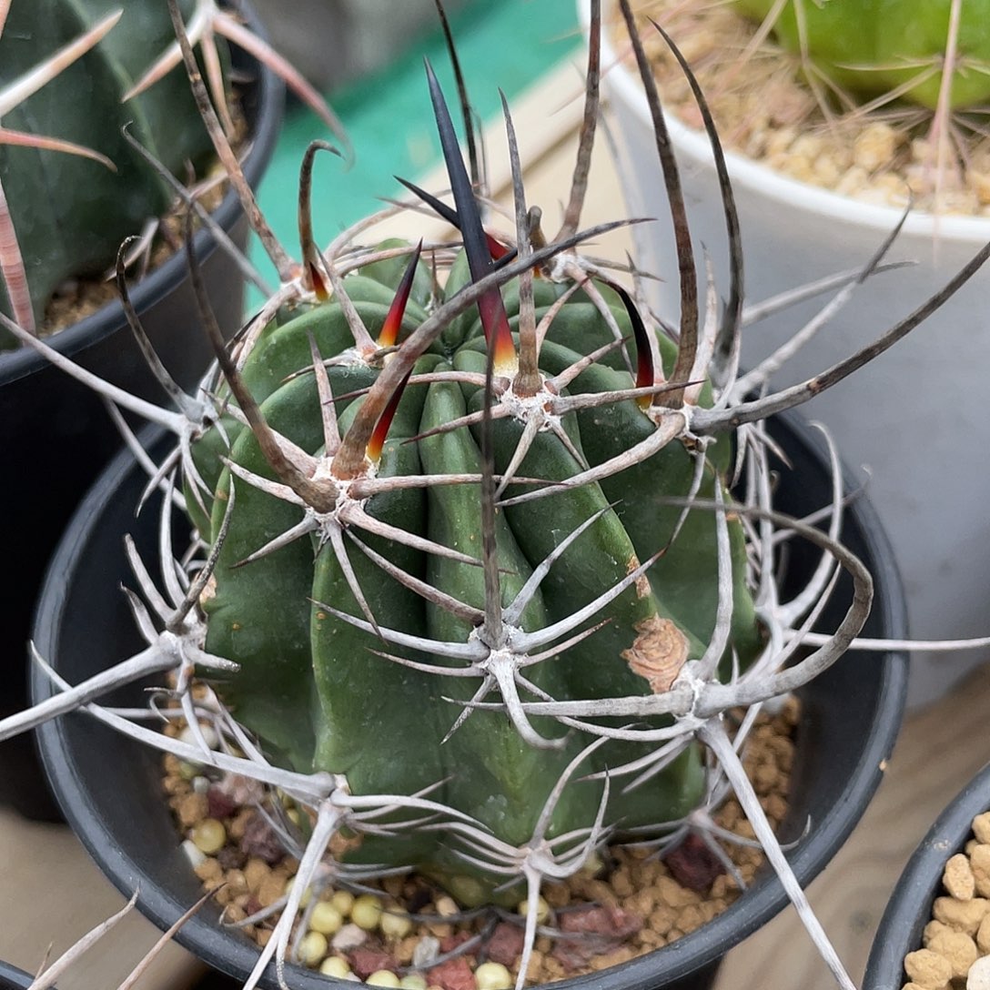 仙人球丽花属波托西狂风丸实生6.5厘米