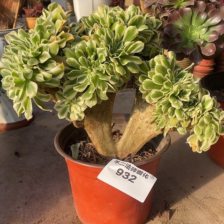 932，迈巴赫缀不包邮