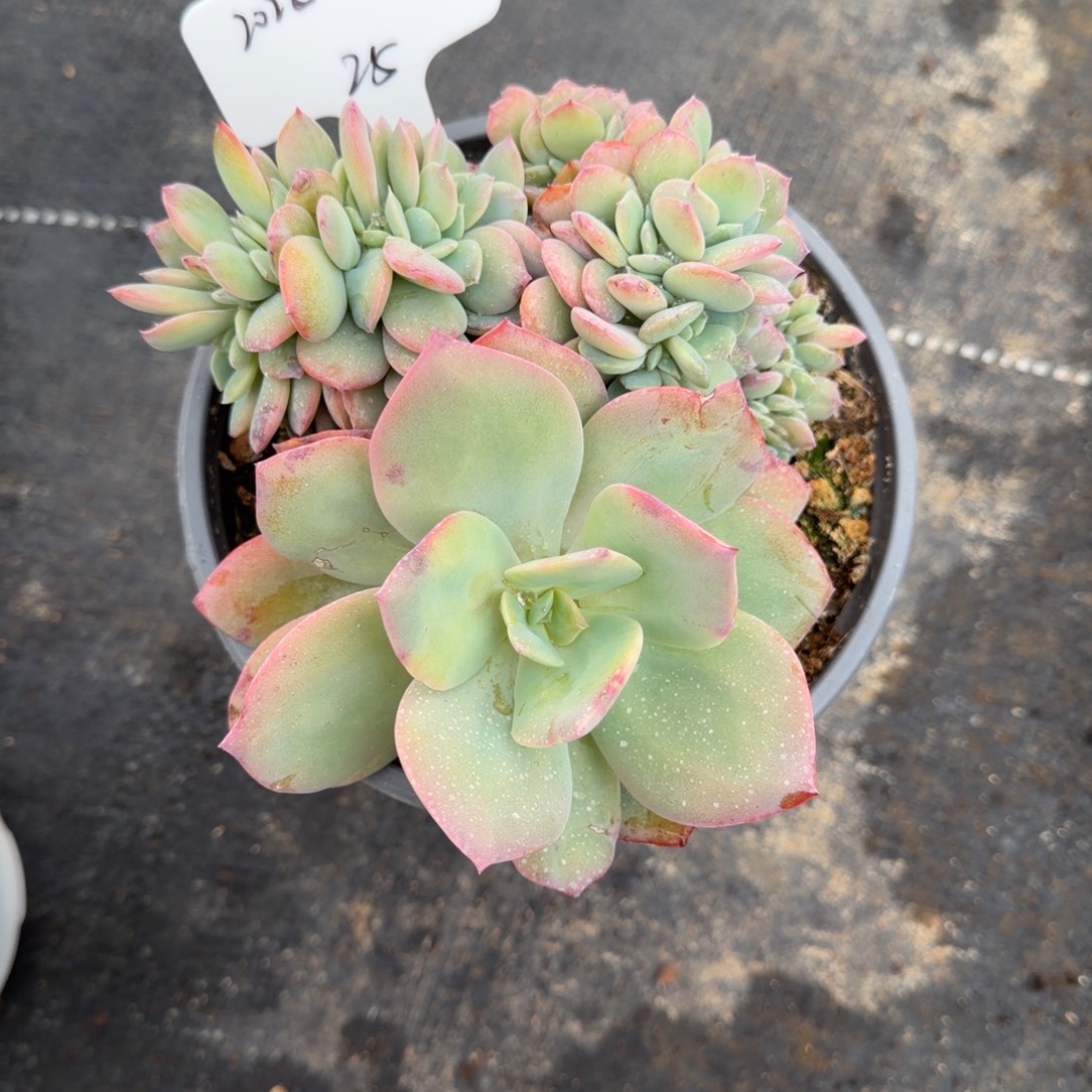 一物一拍雪凤缀25