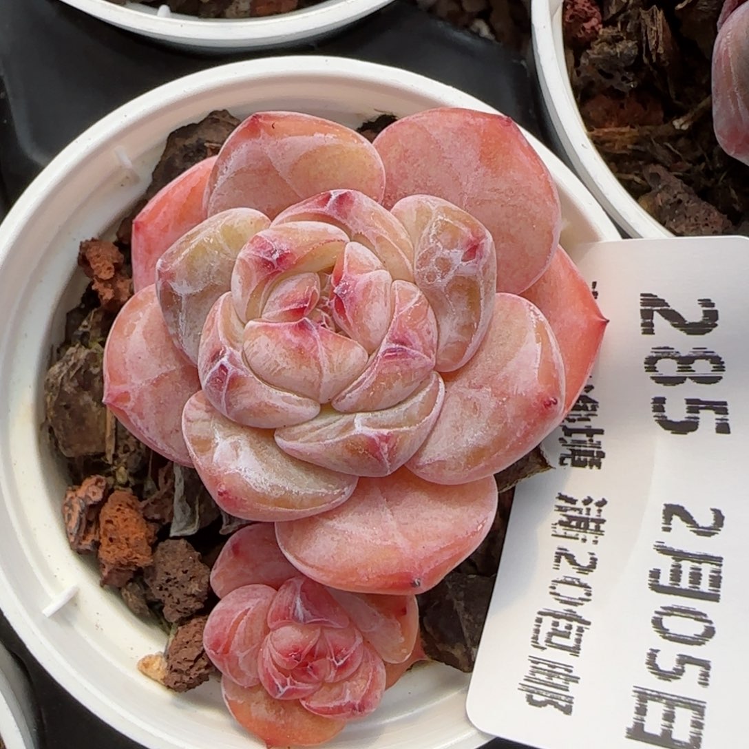 花语逸镜0205-285