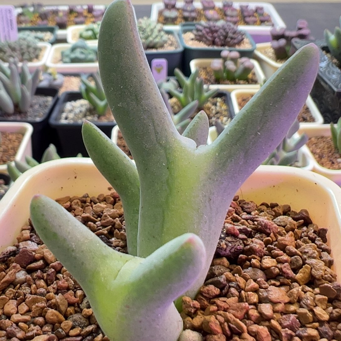 超推荐的一颗皮卡丘 肉锥植物