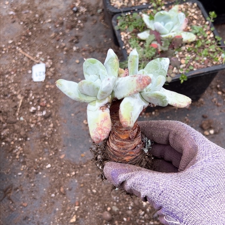 781哈哈哈哈哈哈哈哈多肉