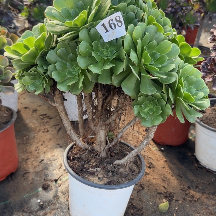 168两单包邮。       绿杨蓉。       