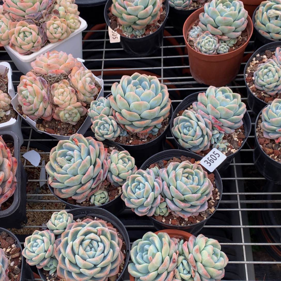 3605六个一起嗯嗯嗯嗯