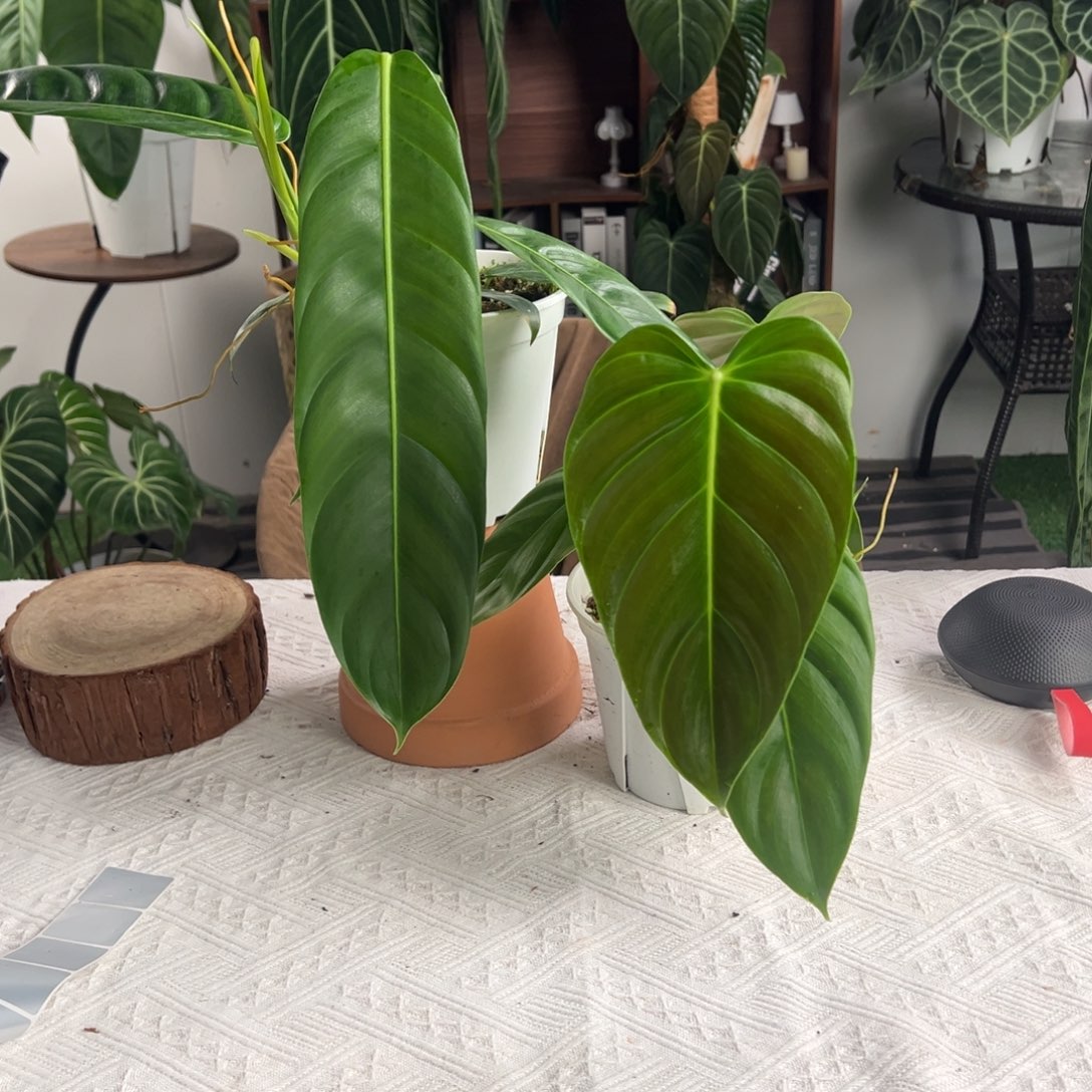 完全开放原种pp叶长32+pe叶长23