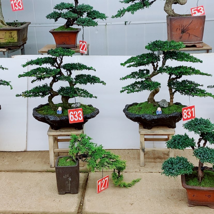【闪购商品】罗汉松
