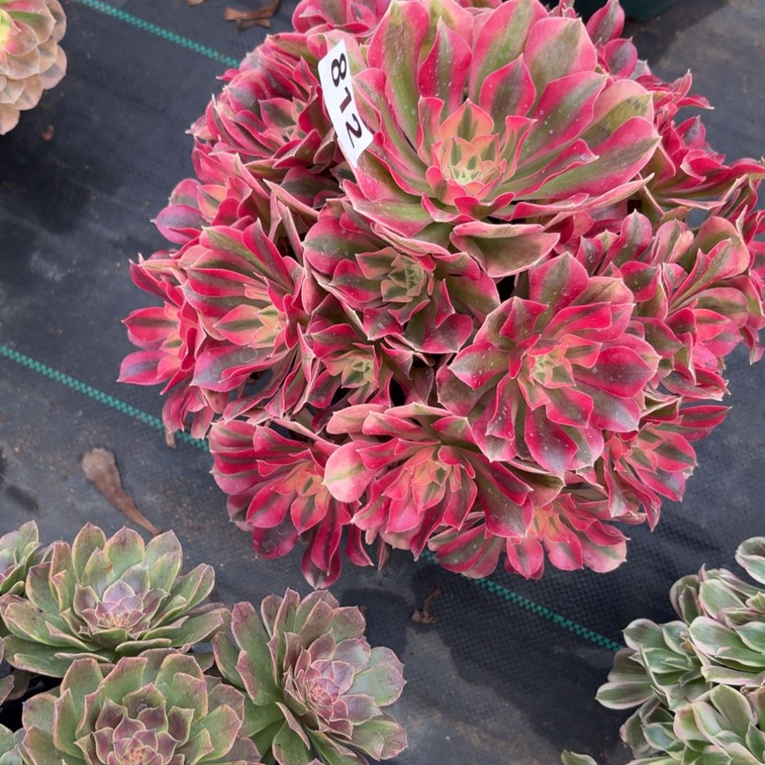 812女巫多肉资助福利