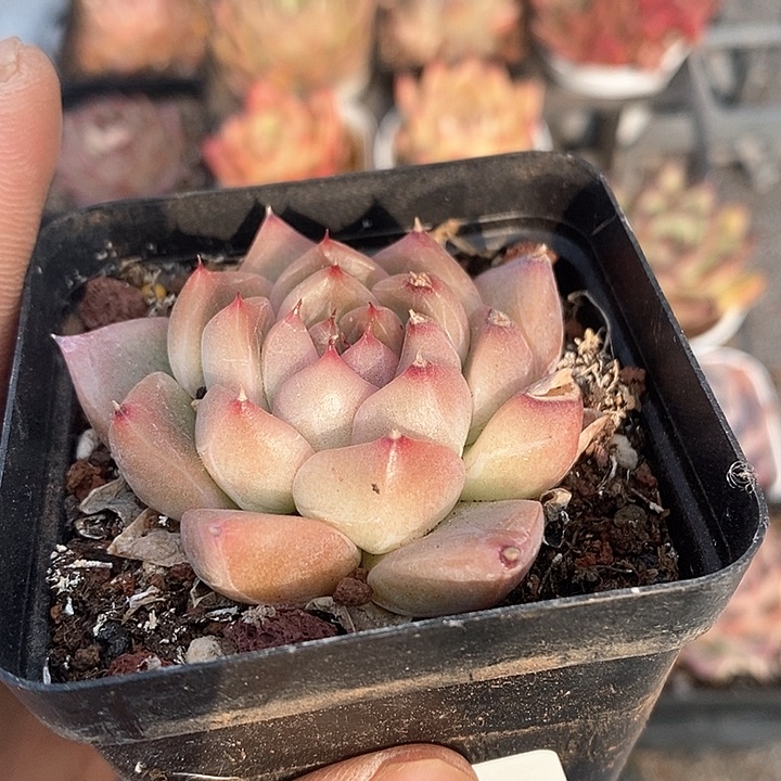 多肉植物一物一拍0208