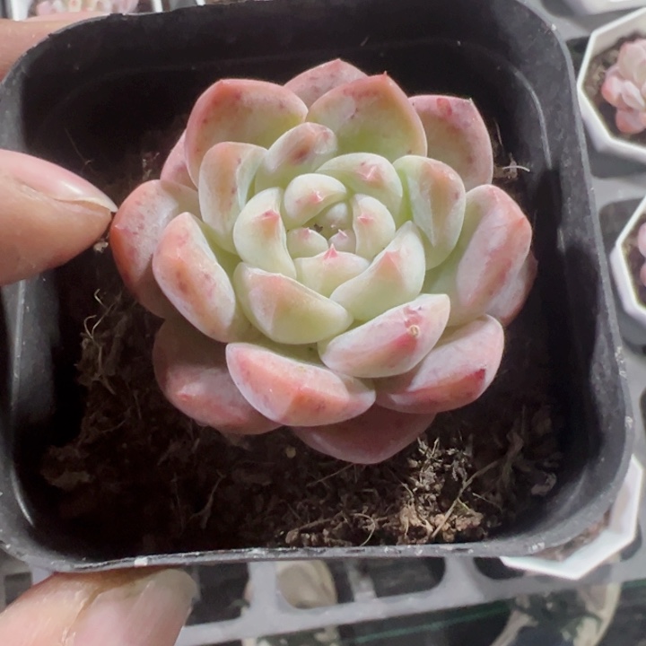 厚梦精品多肉植物大战