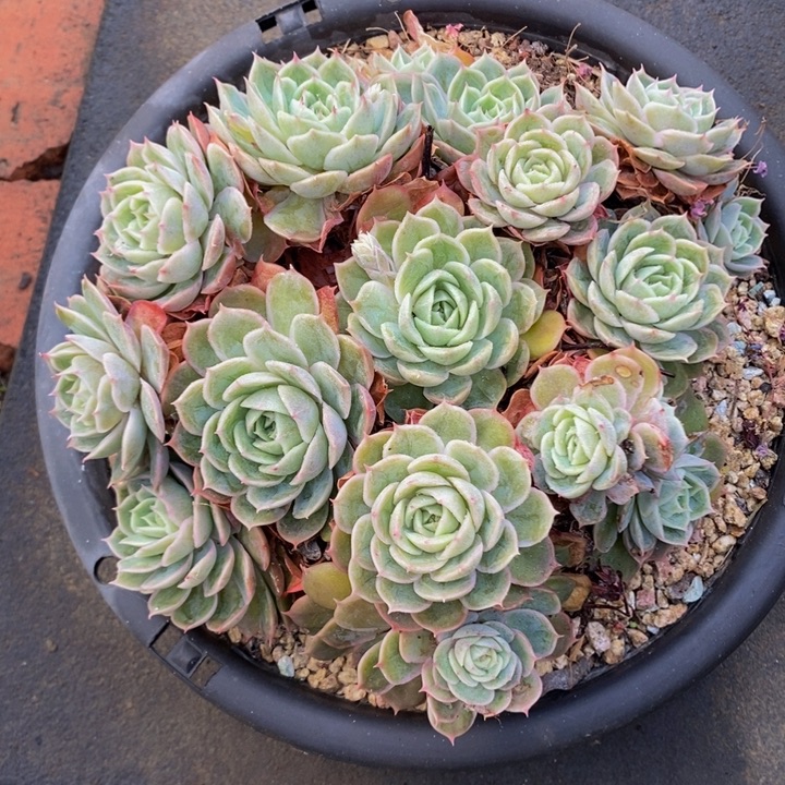 昂斯洛无砍老桩捧花2号