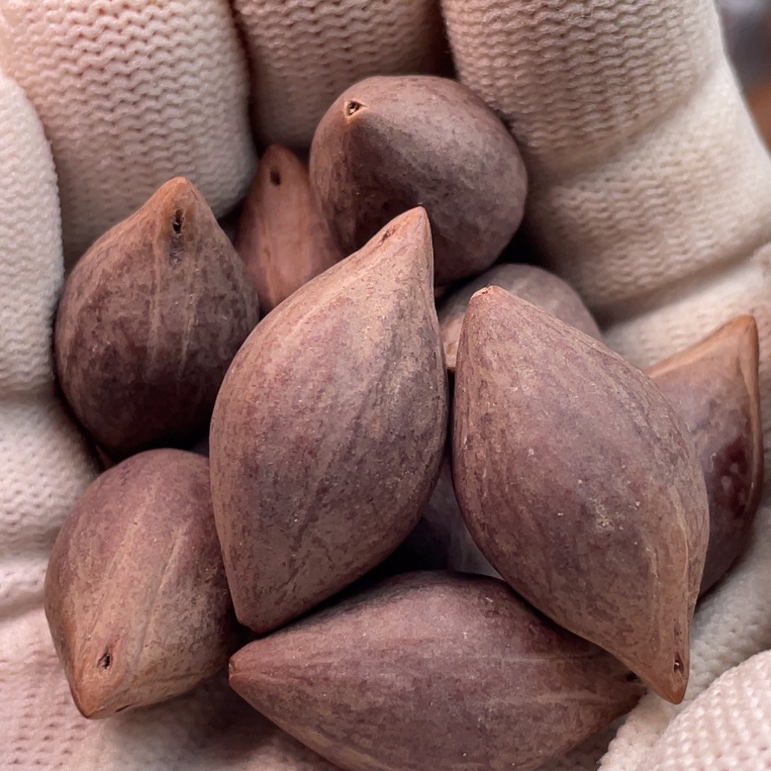 手串/手链橄榄核q