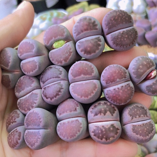 无花朵0569，15颗个别微徒2厘米左右