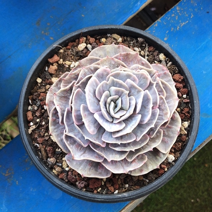 双子星座多肉植物