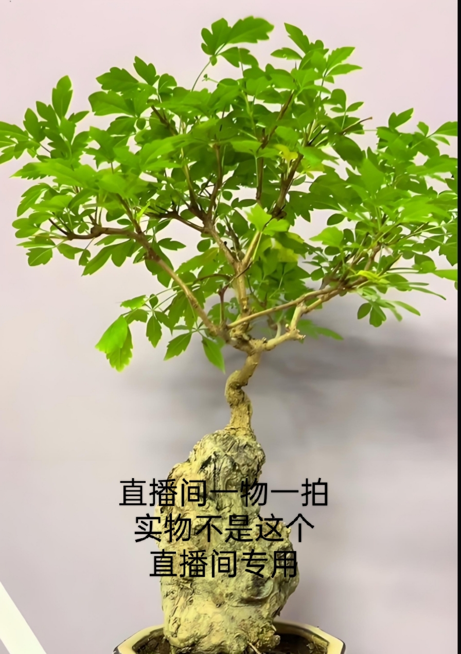 北太行山小叶黄荆崖荆盆景（直播间下单，一物一拍）