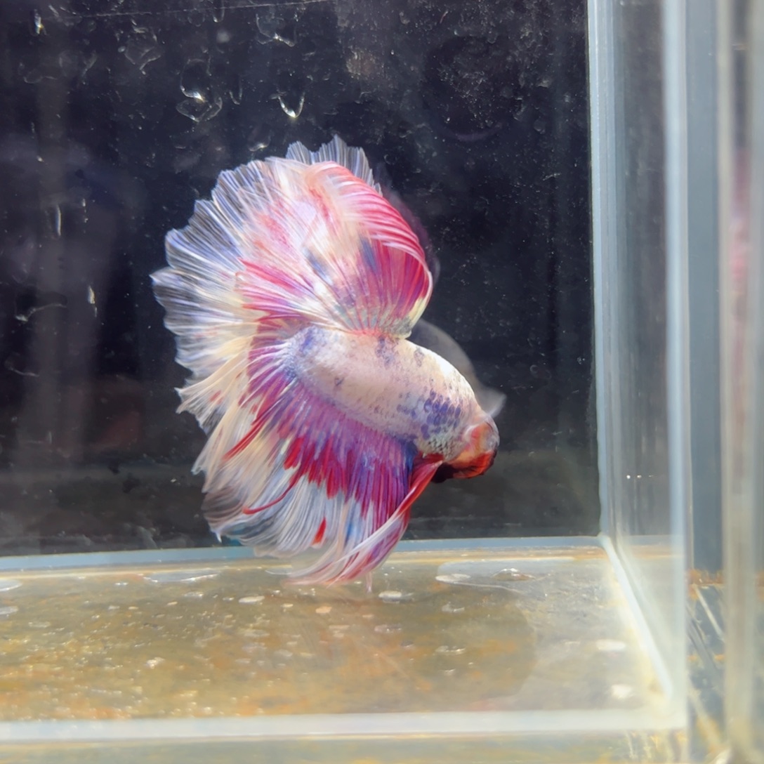 斗鱼浅色特殊尾hhhh