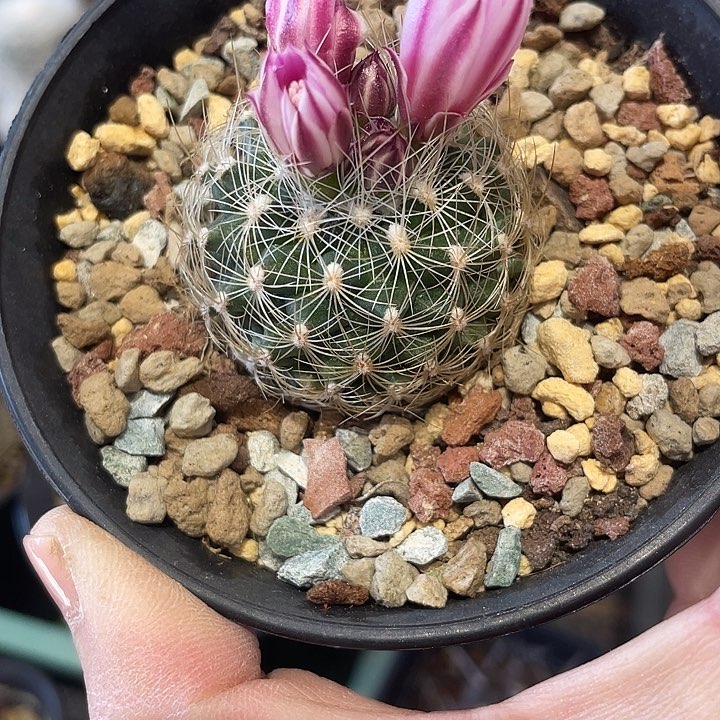 实生白狮子仙人球一颗