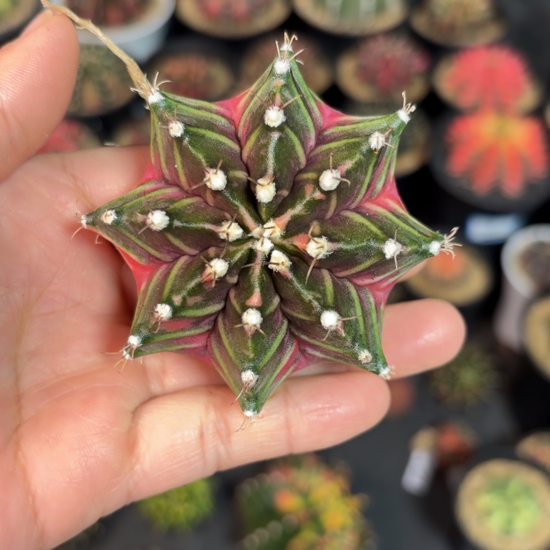 泰系实生米哈仙人球9号