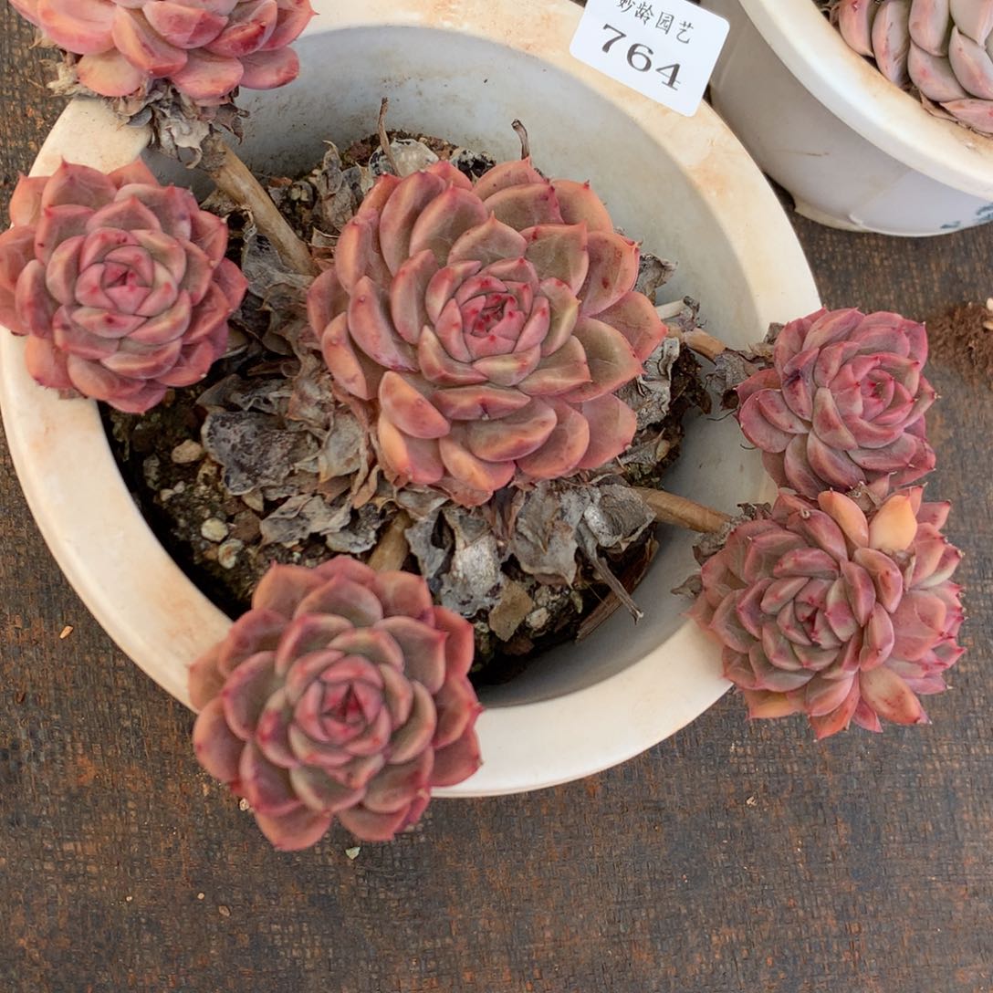 764不包掉头特价处理