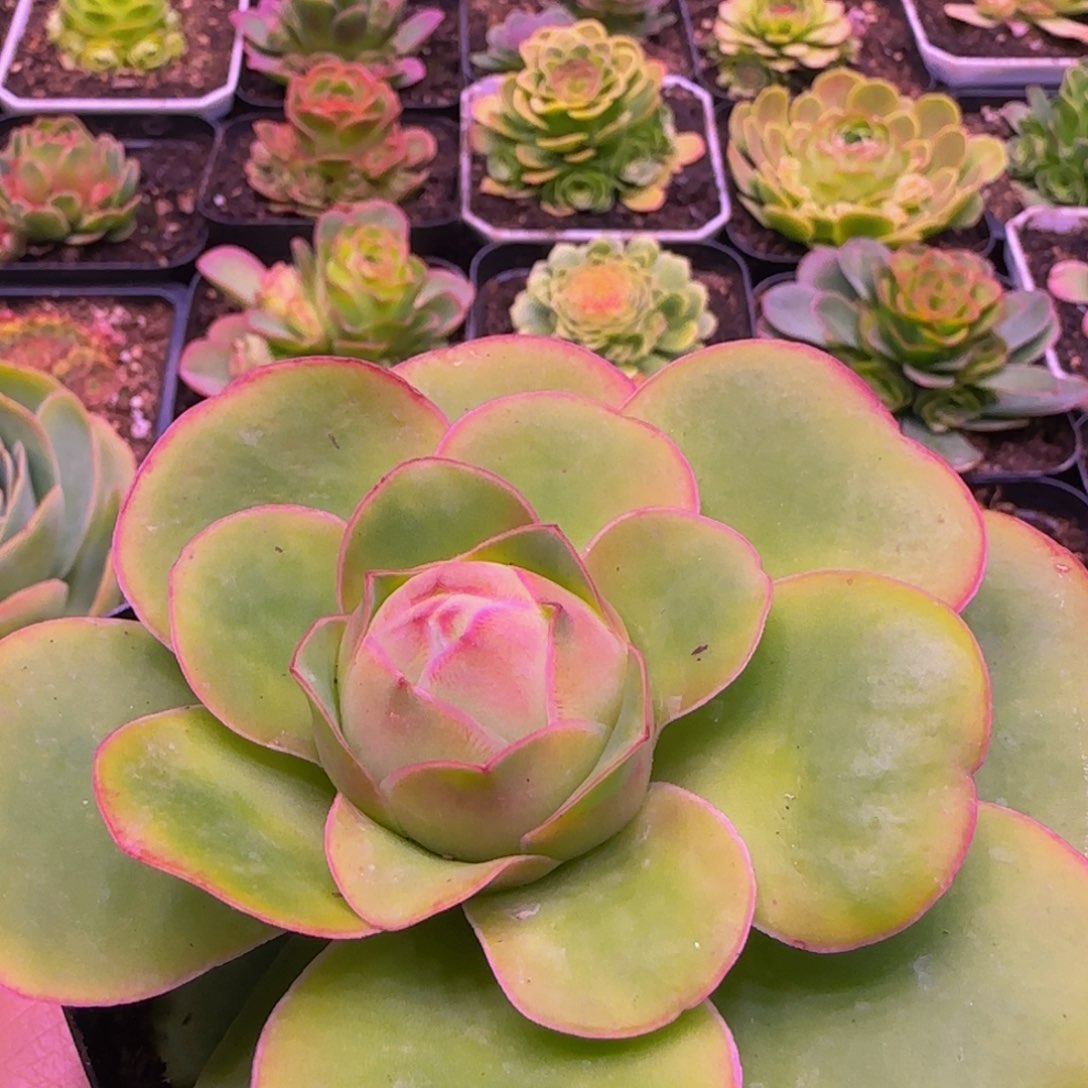 福利124243435343737