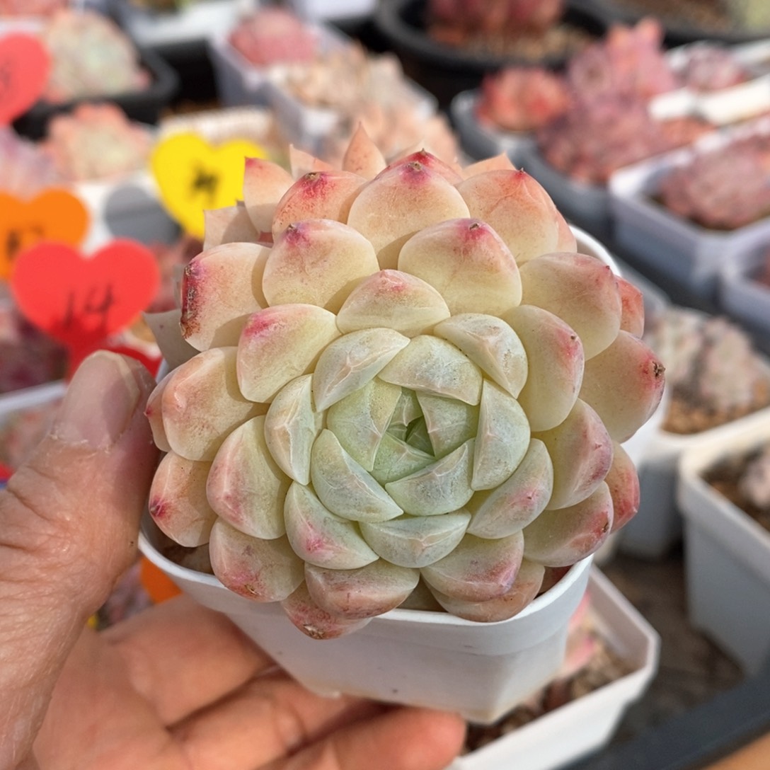 精品多肉一物一拍不包整10