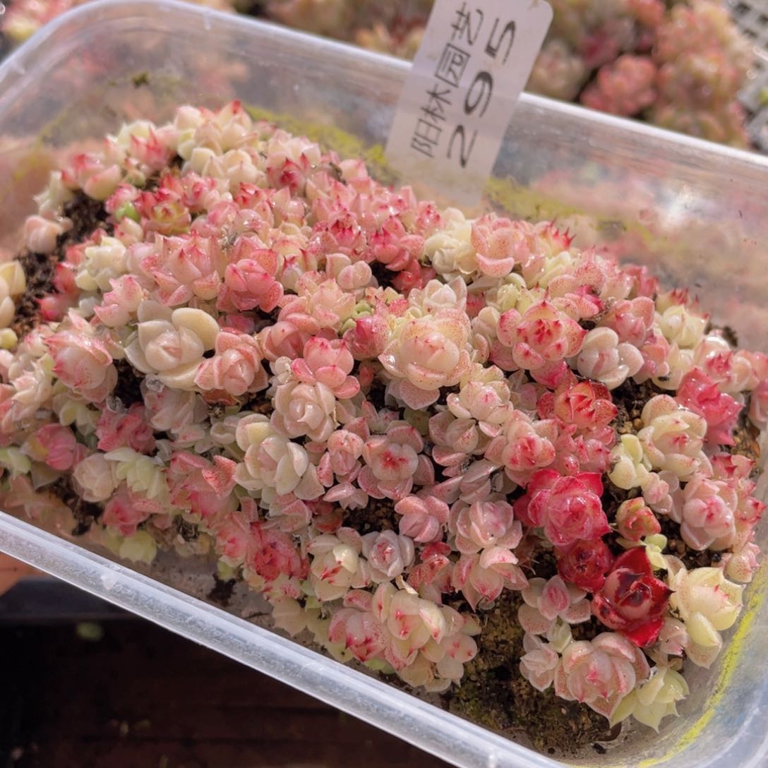 多肉植物多肉植物295