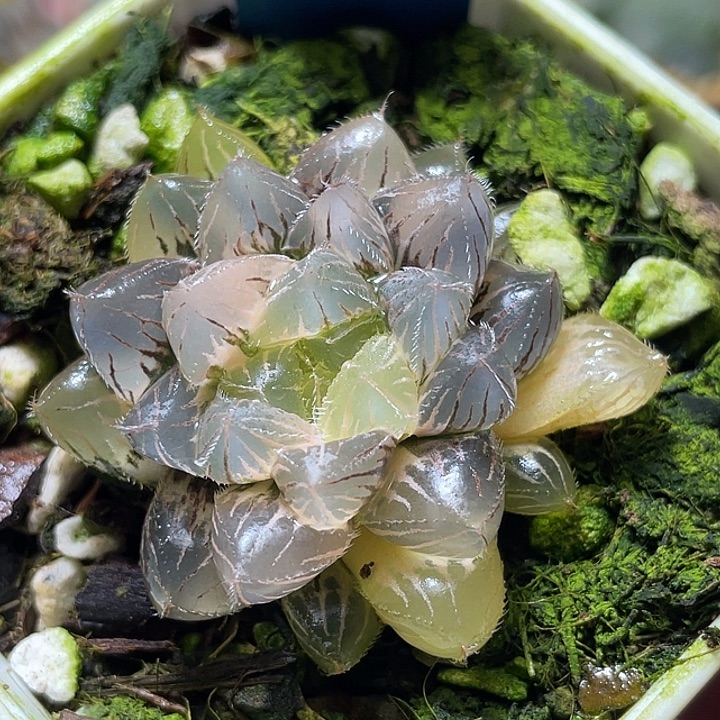 588蓝镜玉露锦特选福利