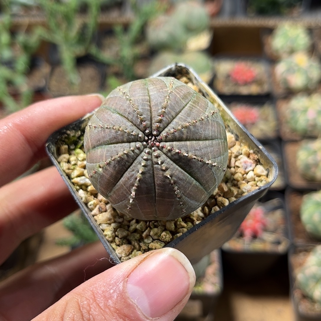 单头布纹球单头发货单头