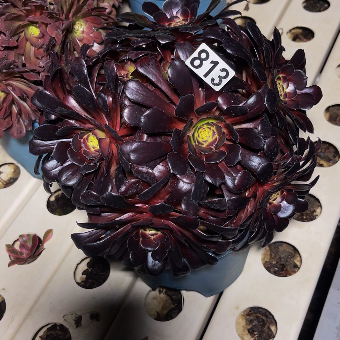 法师法师7–10包邮法师