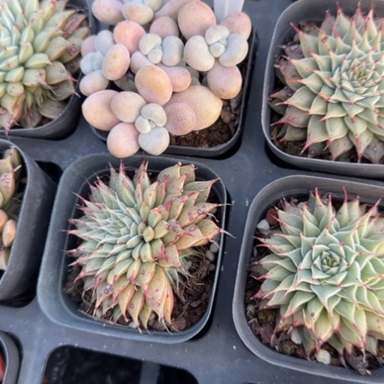 167孤品多肉植物多