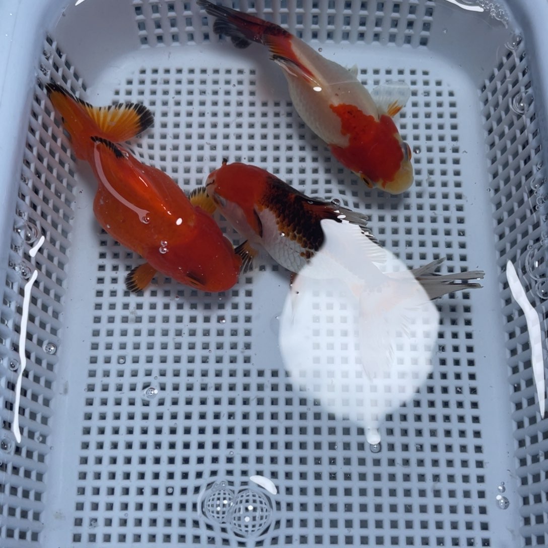 海水鱼花泰狮金鱼58