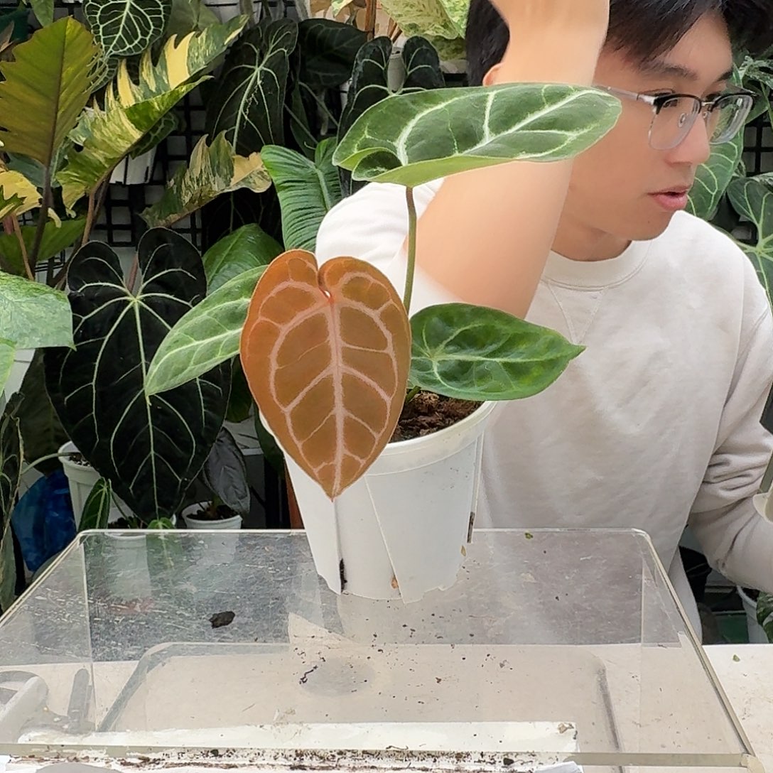 完全开放R57粉脉铜锣烧