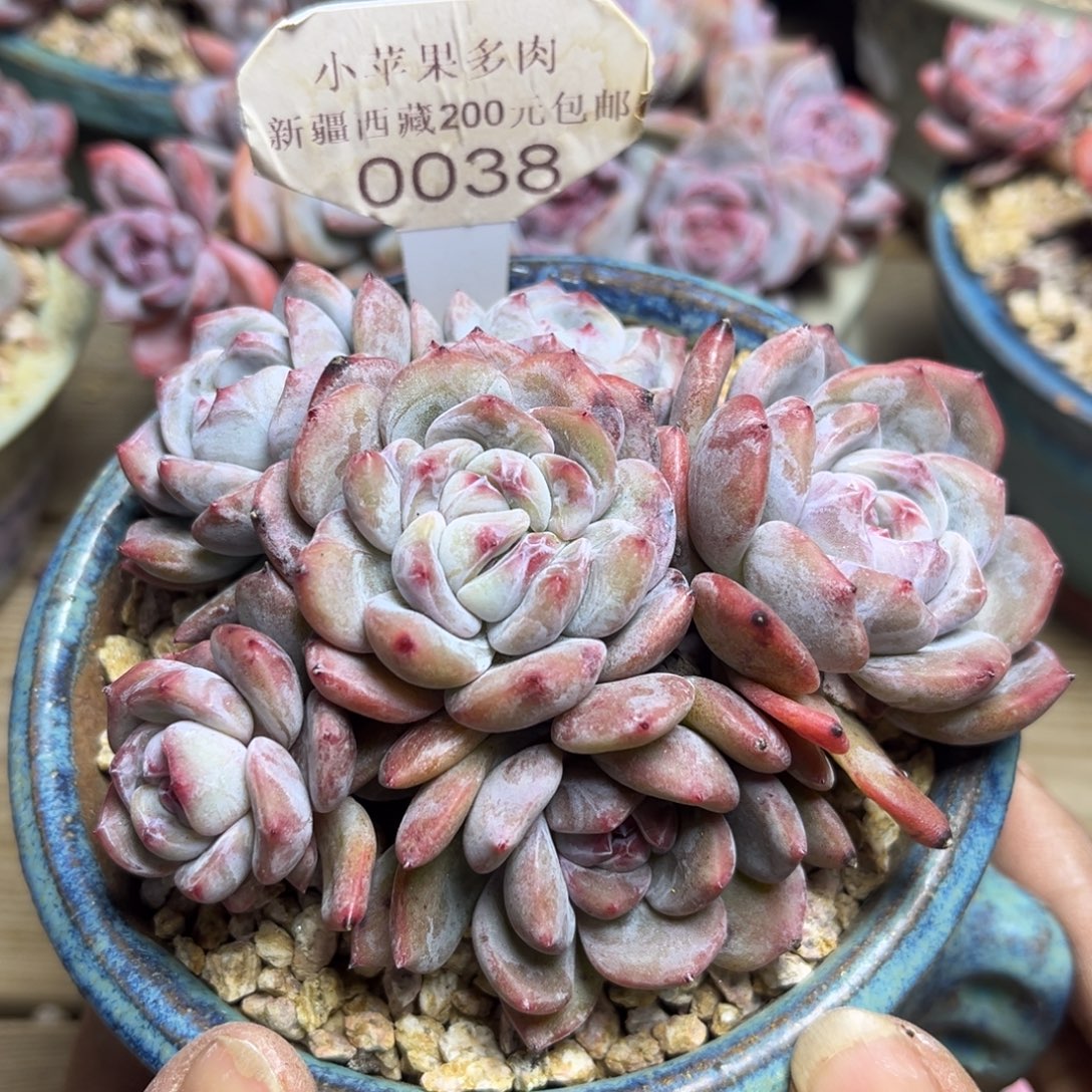 紫皮紫心038/11cm6头