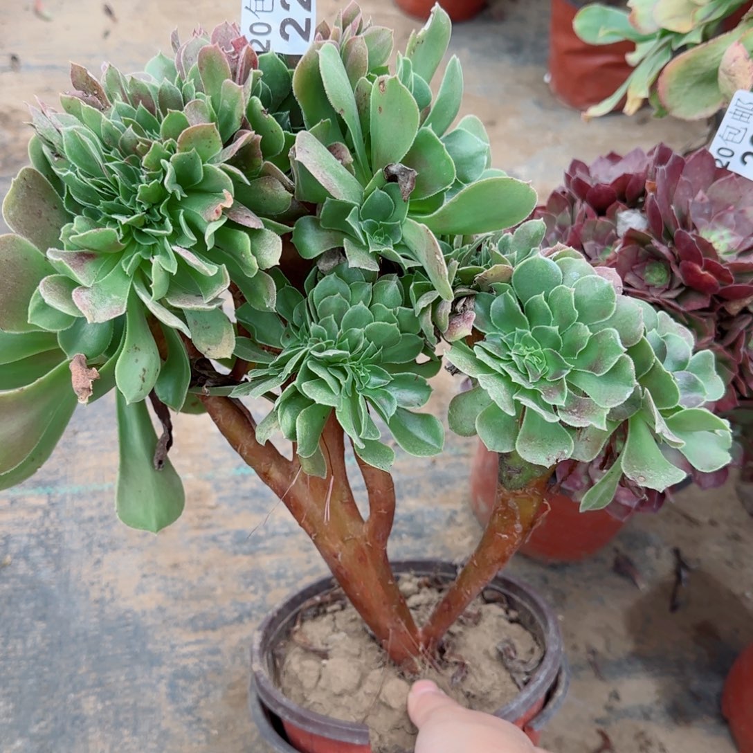 玫瑰缀化227满20包邮断枝不包