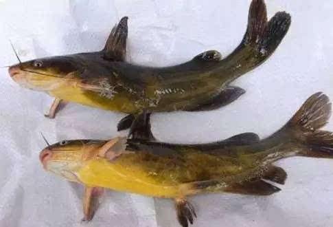 松花江野生嘎牙鱼