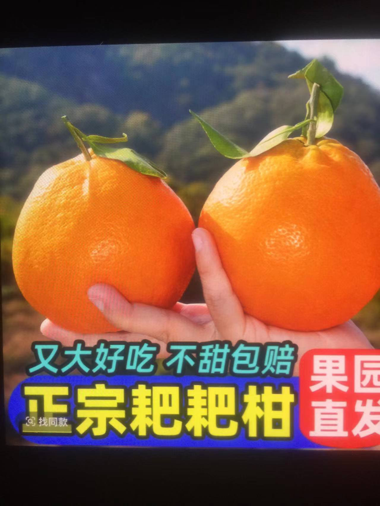 四川春见耙耙柑精品大果橘子年货