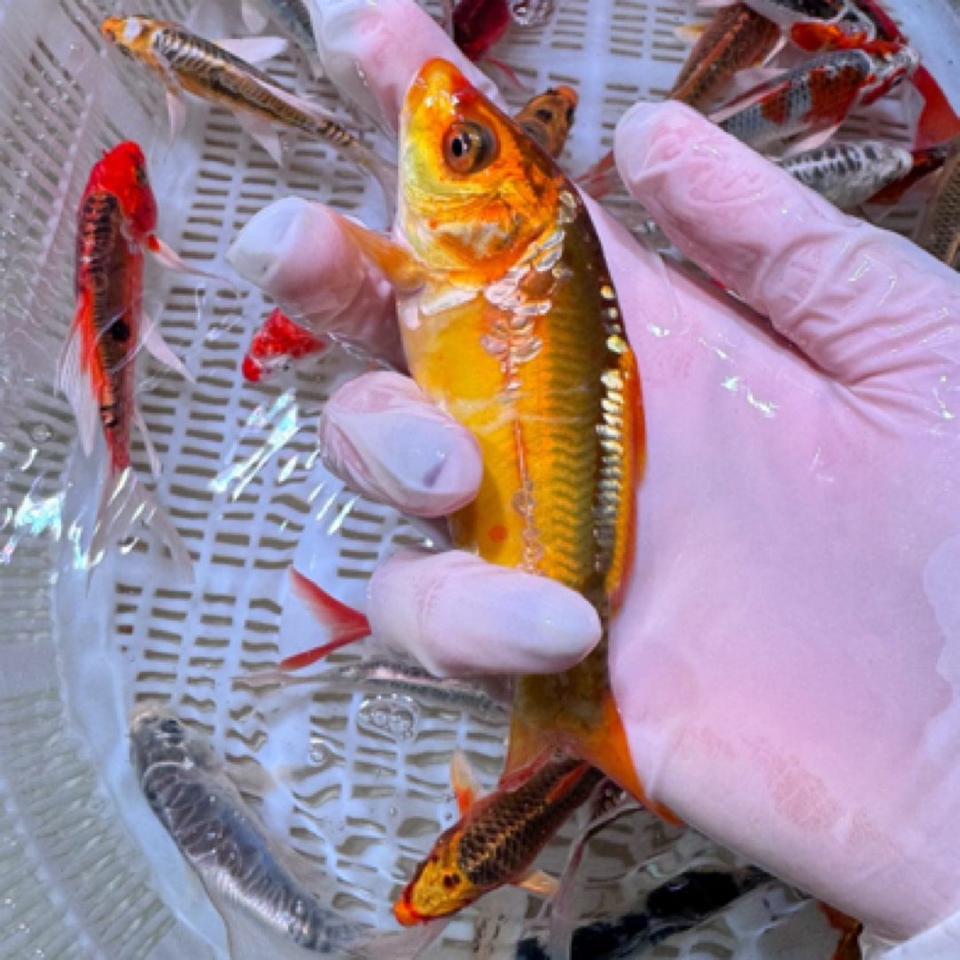 22尾【德系血统锦鲤混搭】9-11公分 水族活体冷水观赏鱼