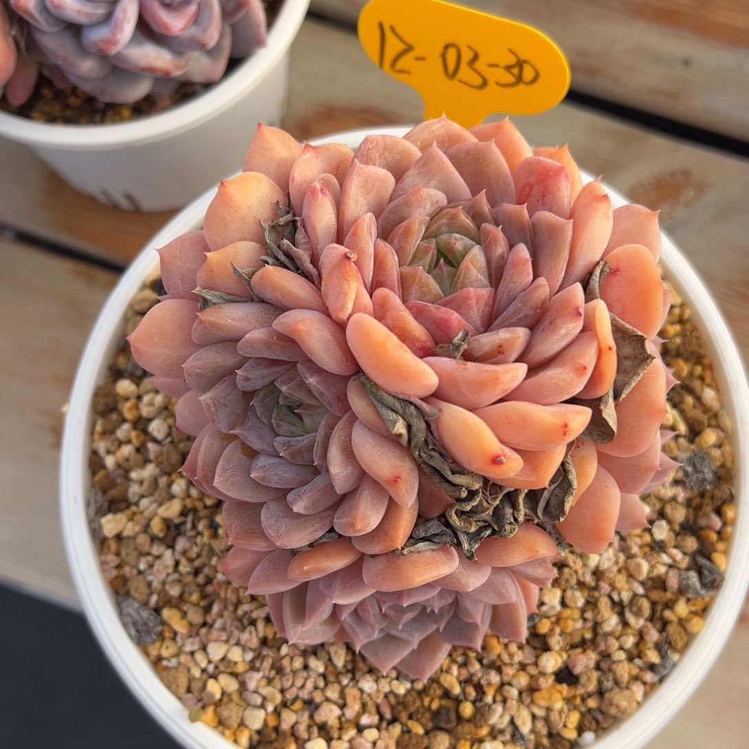 11-03-30老桩美肉