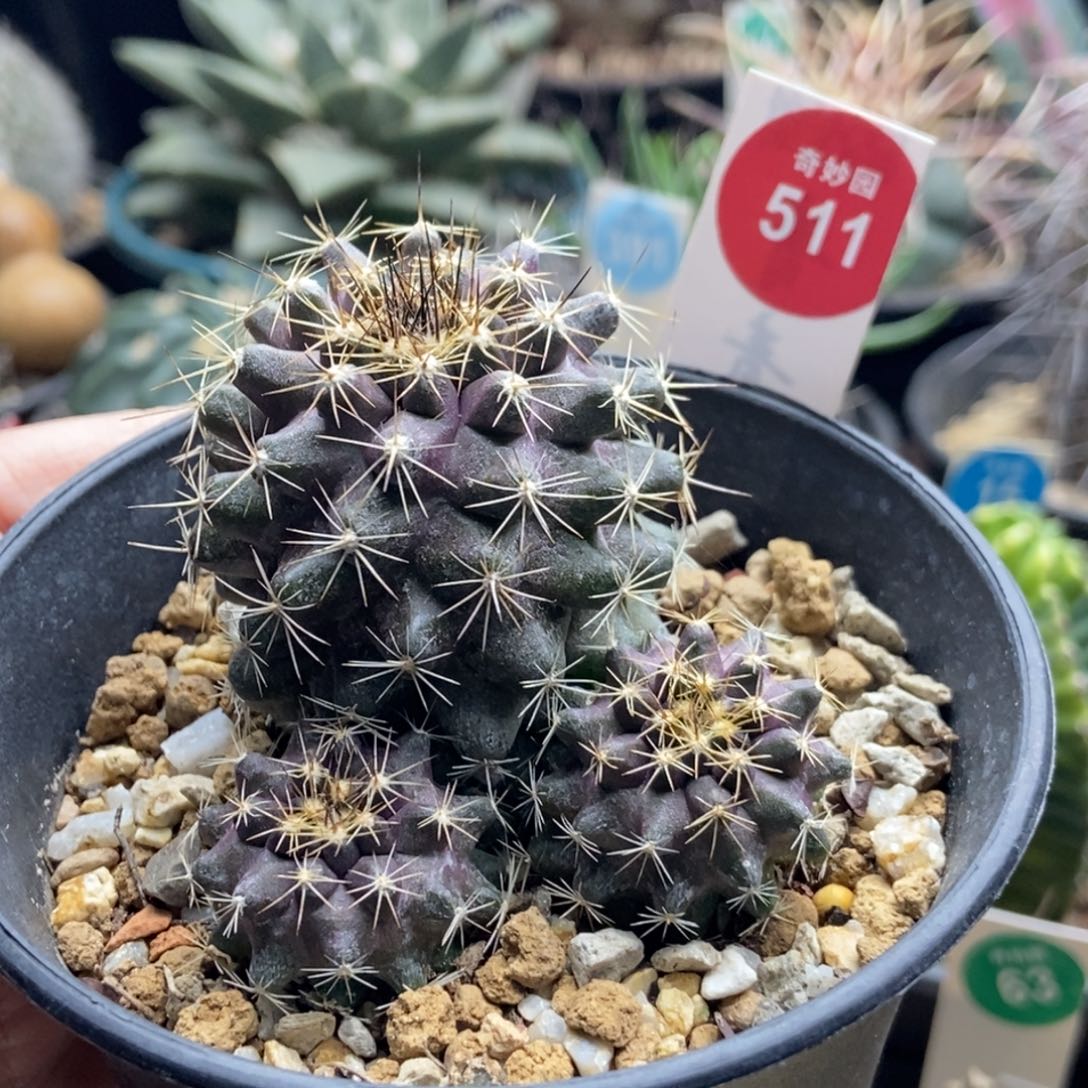 实生龙爪球紫鳞龙群一颗